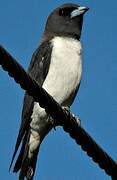 White-breasted Woodswallow