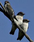 White-breasted Woodswallow