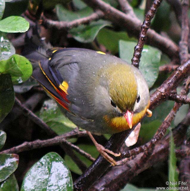 Red-billed Leiothrix