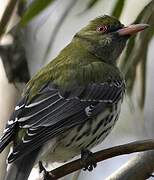 Olive-backed Oriole