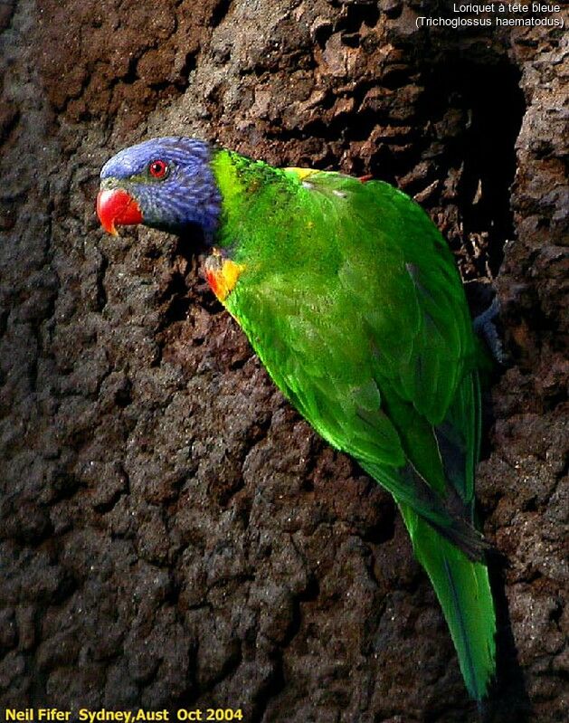 Coconut Lorikeet