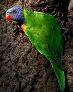 Coconut Lorikeet