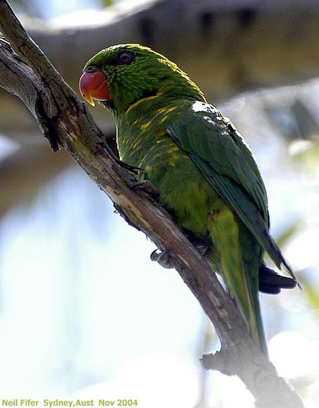 Scaly-breasted Lorikeet