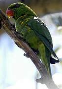 Scaly-breasted Lorikeet