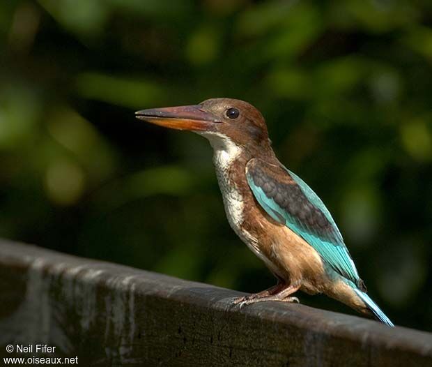 White-throated Kingfisher