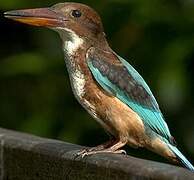 White-throated Kingfisher