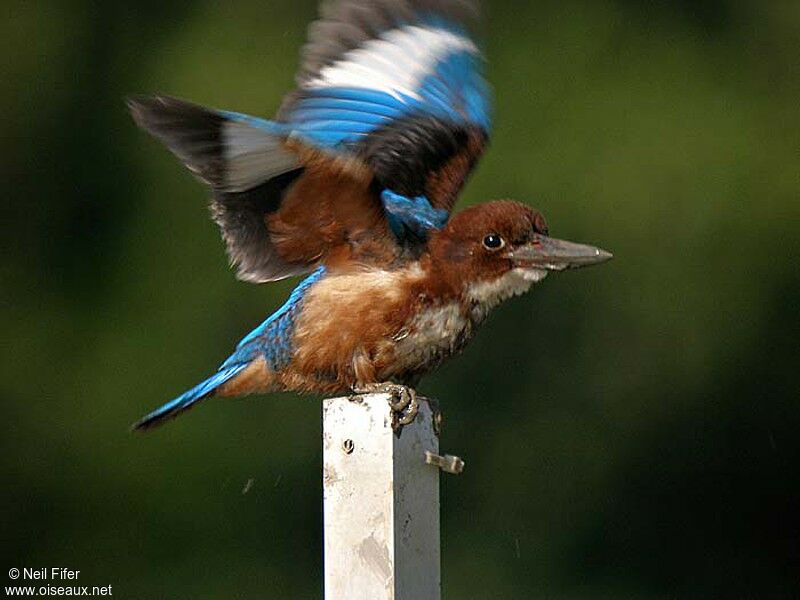 White-throated Kingfisher