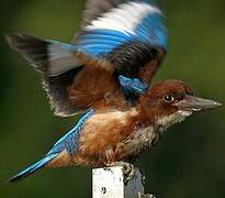 White-throated Kingfisher