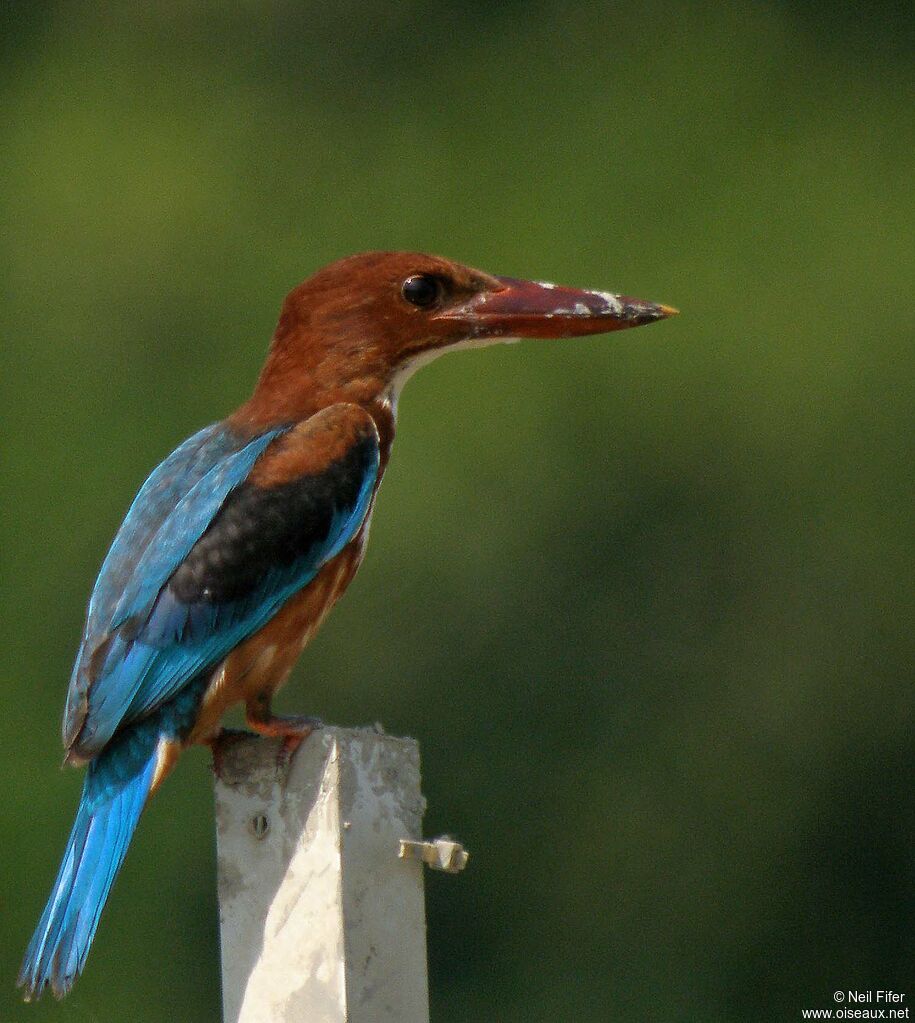 White-throated Kingfisher