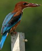 White-throated Kingfisher