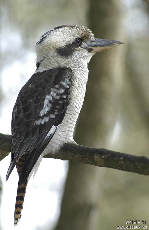 Laughing Kookaburra