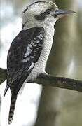 Laughing Kookaburra