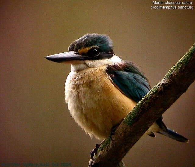 Sacred Kingfisher