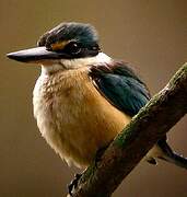 Sacred Kingfisher