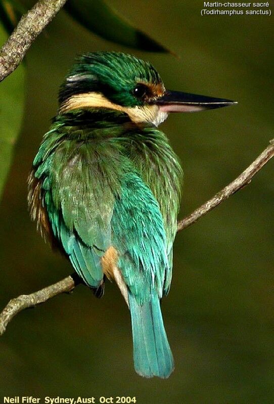 Sacred Kingfisher