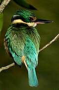 Sacred Kingfisher