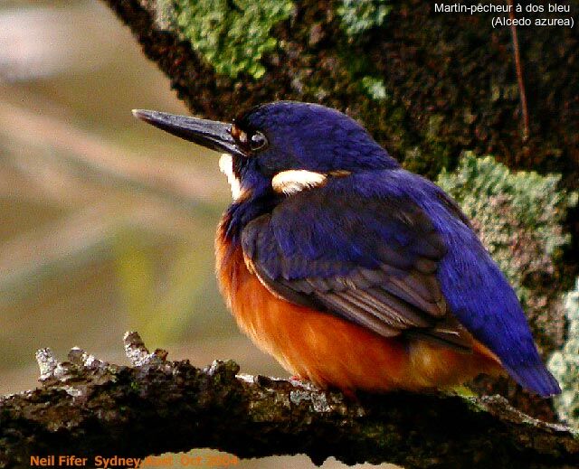 Azure Kingfisher