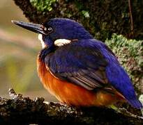 Azure Kingfisher