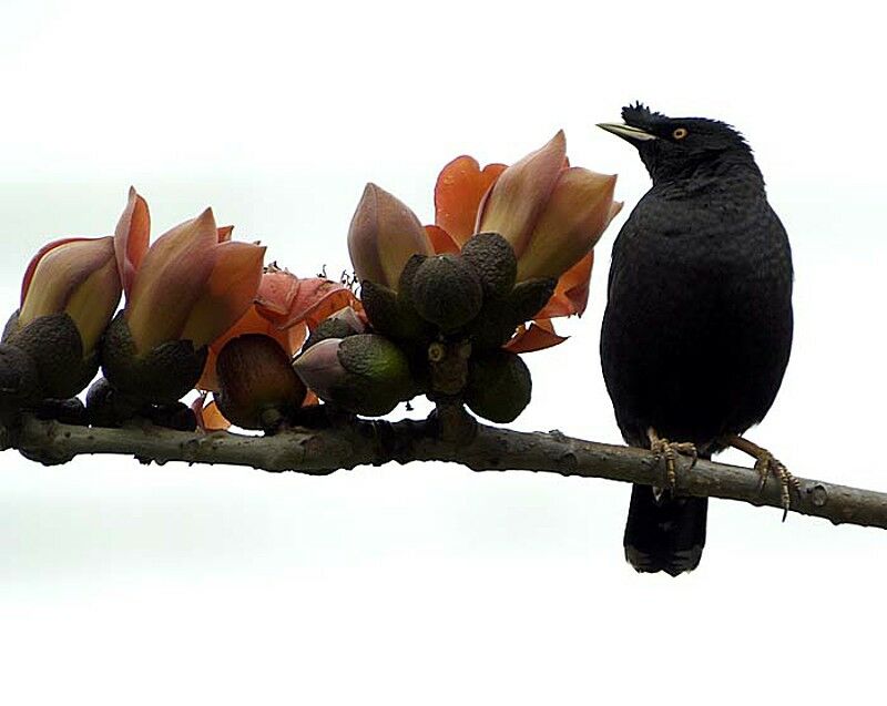 Crested Myna