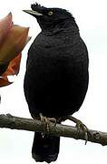 Crested Myna