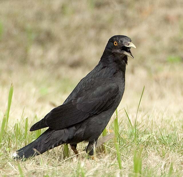 Crested Myna