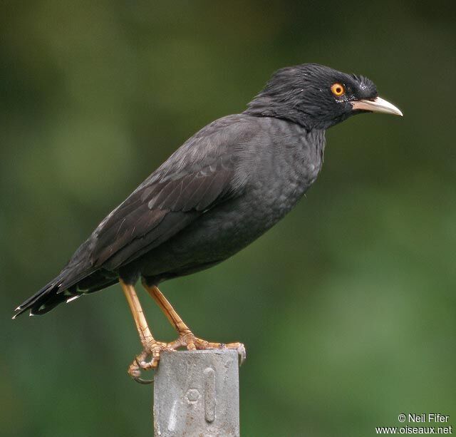 Crested Myna