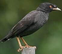 Crested Myna