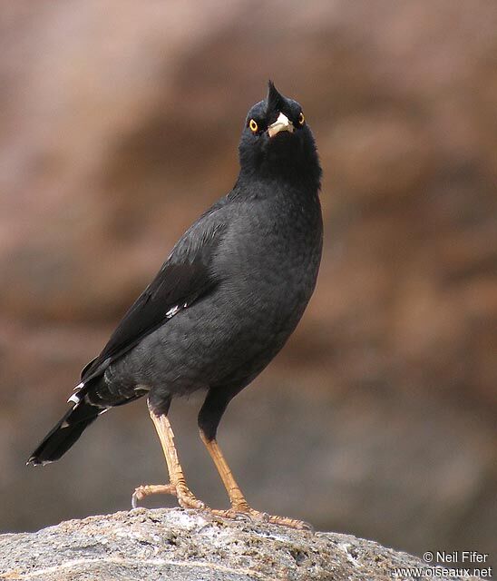 Crested Myna