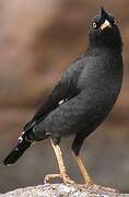 Crested Myna