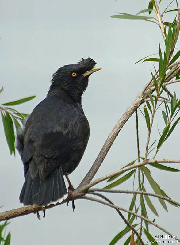 Crested Myna