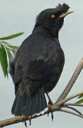 Crested Myna