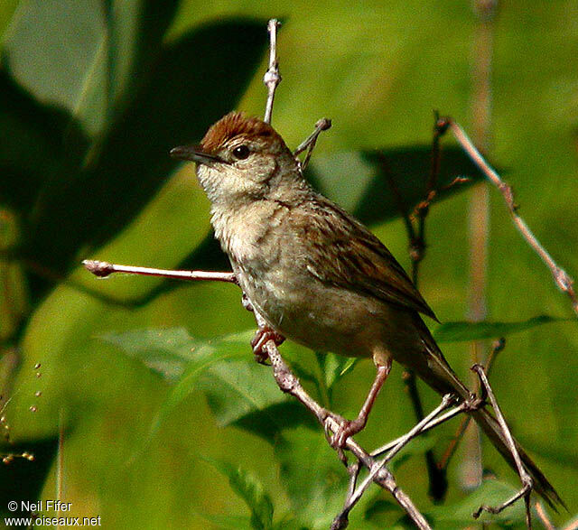 Tawny Grassbird