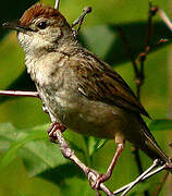 Tawny Grassbird