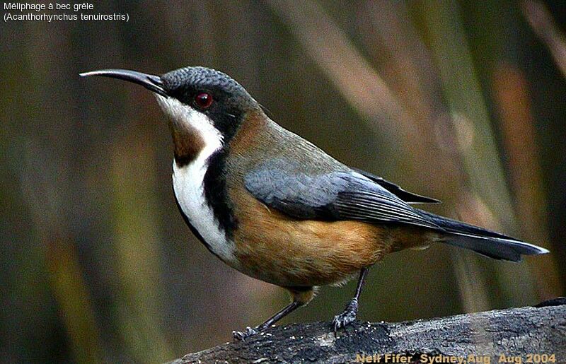 Eastern Spinebill