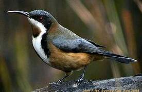 Eastern Spinebill