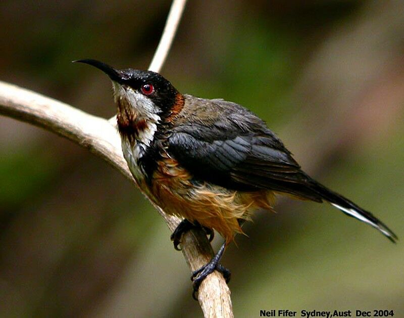 Eastern Spinebill