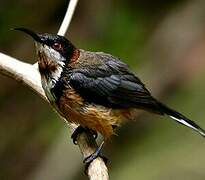 Eastern Spinebill