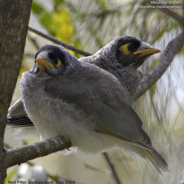 Noisy Miner