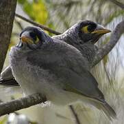 Noisy Miner