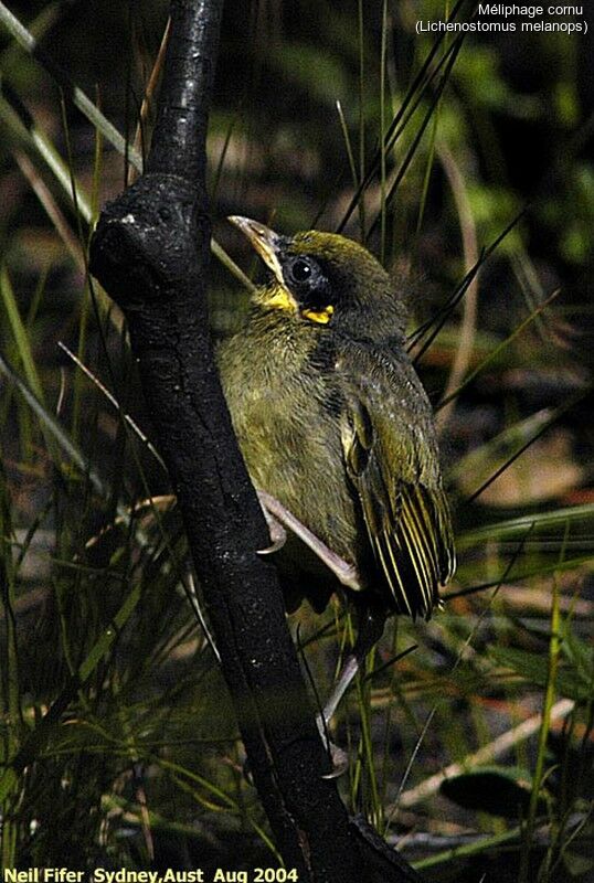 Yellow-tufted Honeyeater