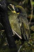 Yellow-tufted Honeyeater