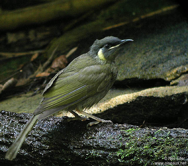 Lewin's Honeyeater