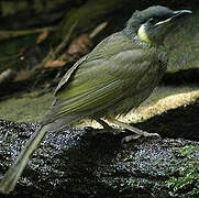 Lewin's Honeyeater