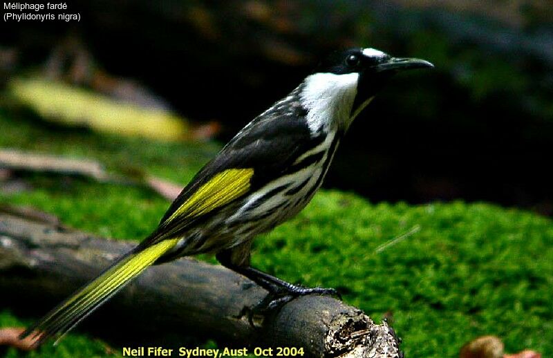 White-cheeked Honeyeater