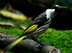 White-cheeked Honeyeater