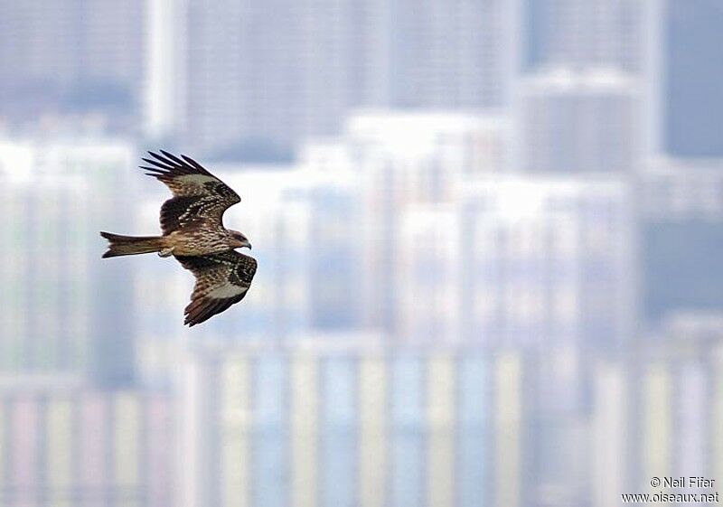 Black Kite (lineatus)