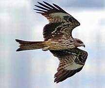 Black Kite (lineatus)