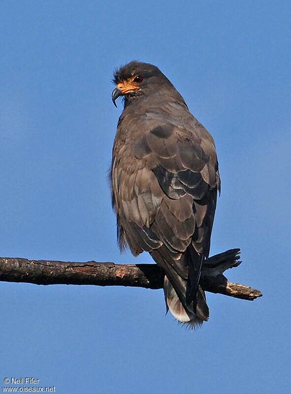 Snail Kite