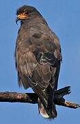 Snail Kite