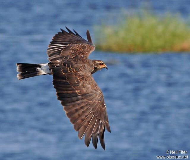 Snail Kite